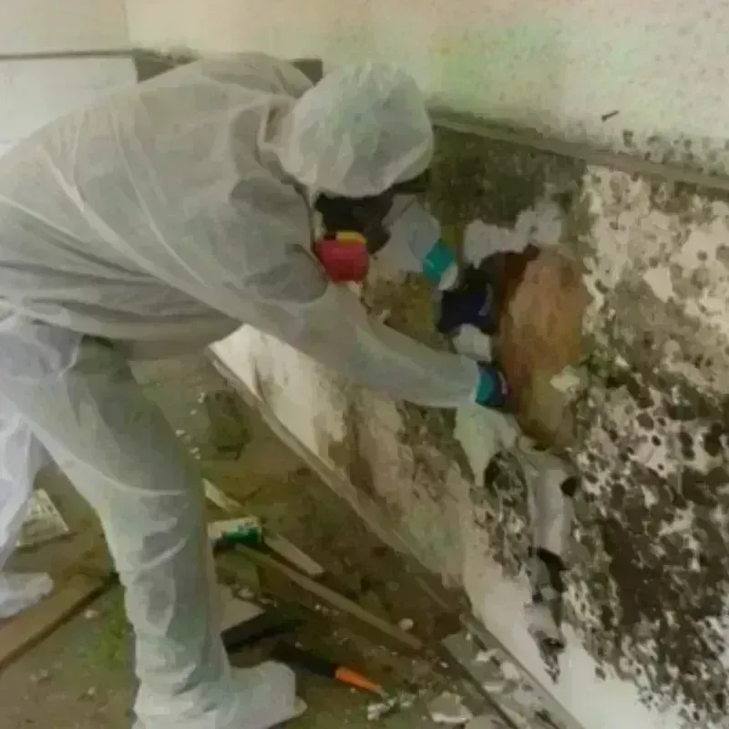 Best Mold Remediation and Removal Service in Puyallup, WA